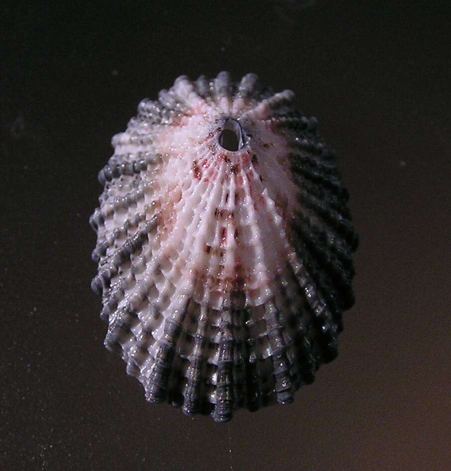 Image of Lister's key-hole limpet