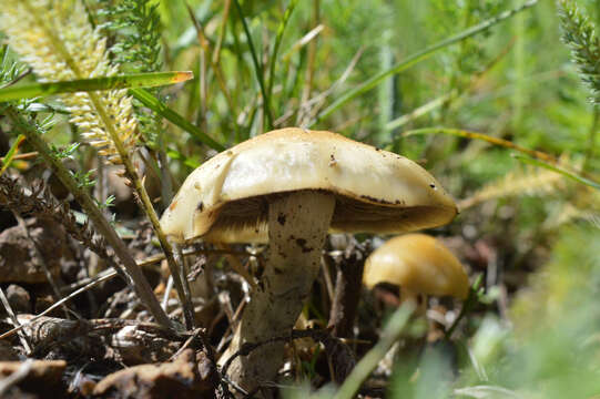 Image of Psilocybe mescaleroensis Guzmán, Walstad, E. Gándara & Ram.-Guill. 2007