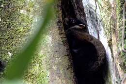 Image of scaly-tailed squirrel