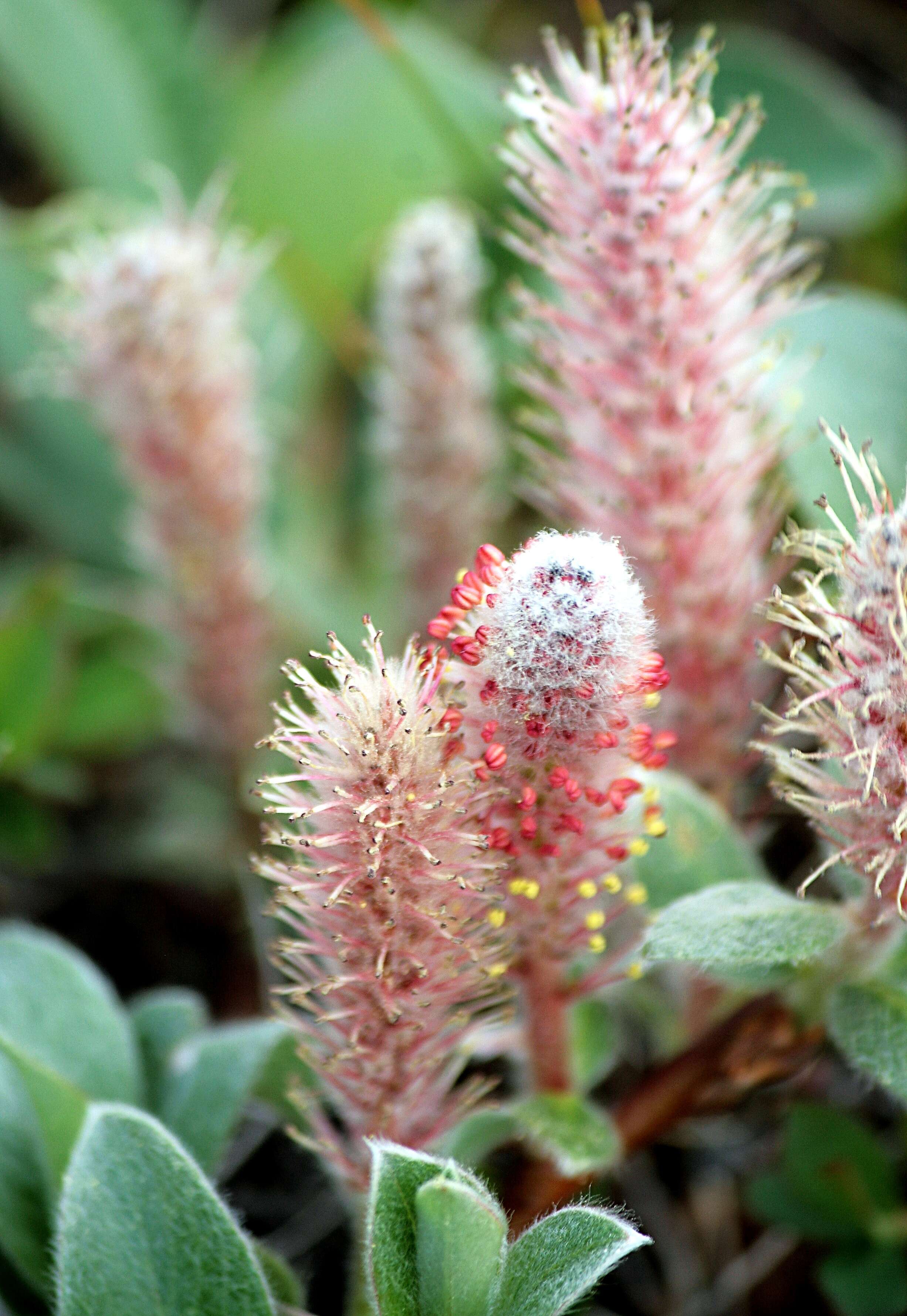 Image of arctic willow