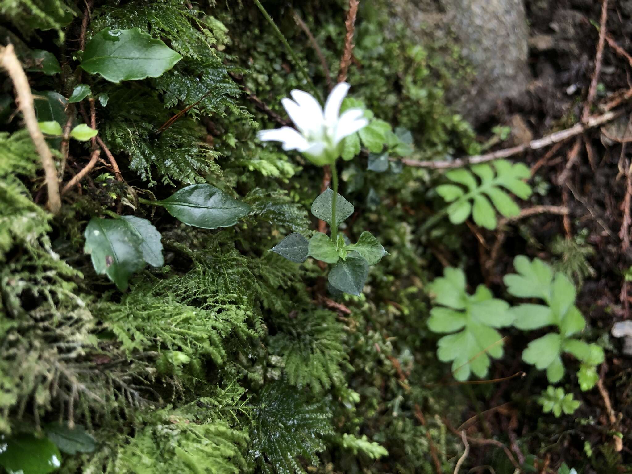 Слика од Nubelaria arisanensis