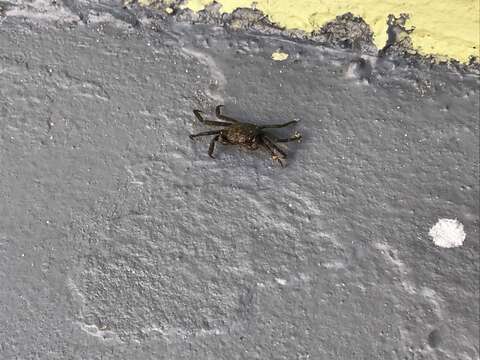 Image of Squareback Marsh Crab