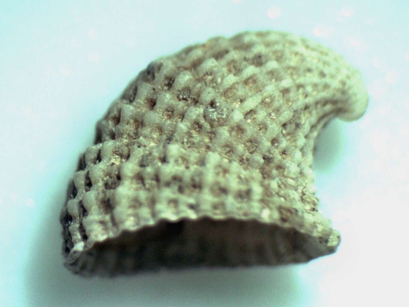 Image of Channel Island Slit Limpet