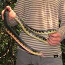 Image of Malagasy Giant Hognose Snake