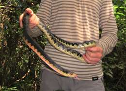 Image of Malagasy hognose snake