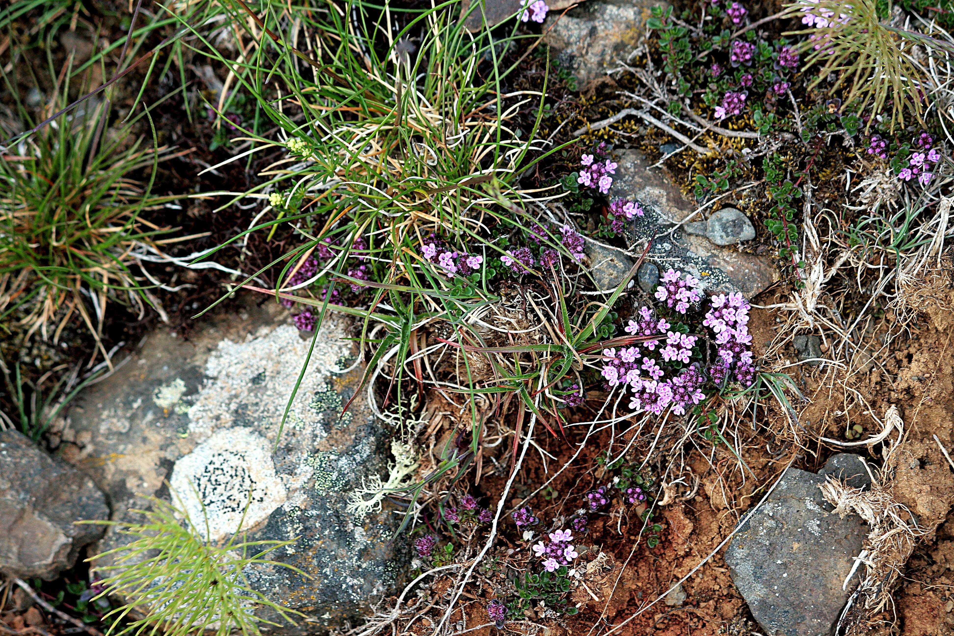 Image of creeping thyme