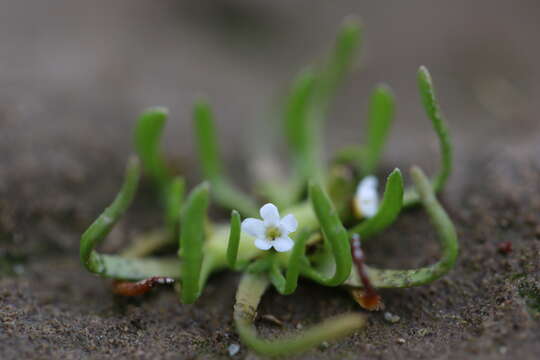 Image of Plagiobothrys calandrinioides (Phil.) I. M. Johnst.