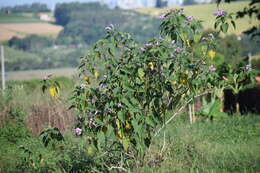 Слика од Ipomoea carnea Jacq.