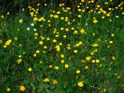 Ranunculus bulbosus L.的圖片