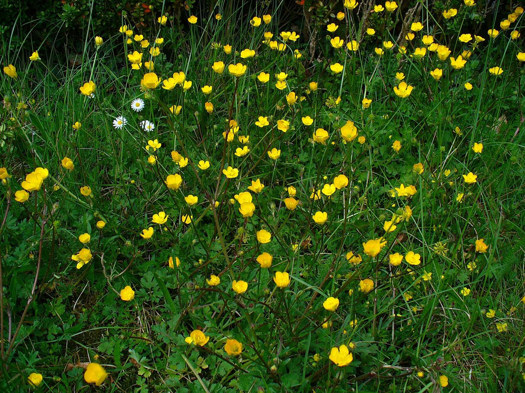 Ranunculus bulbosus L.的圖片