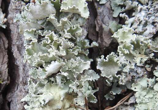 Image of parmotrema lichen