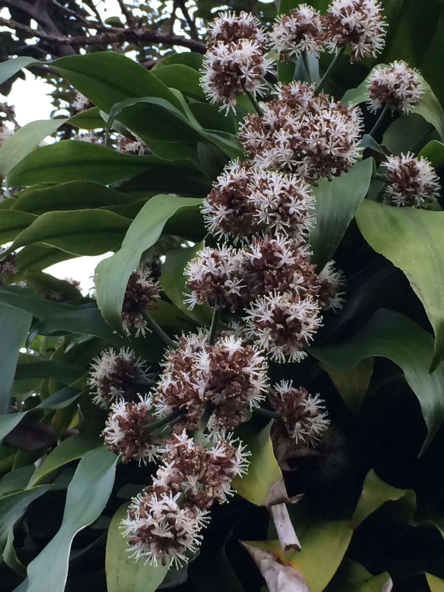 Dracaena fragrans (L.) Ker Gawl. resmi