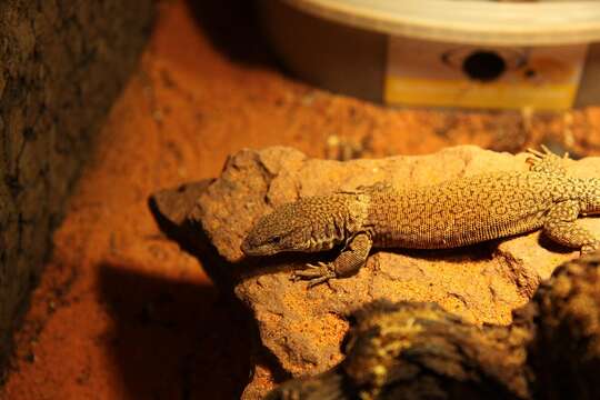 Image of Pygmy Rock Monitor