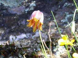 Image of Fritillaria lusitanica Wikstr.