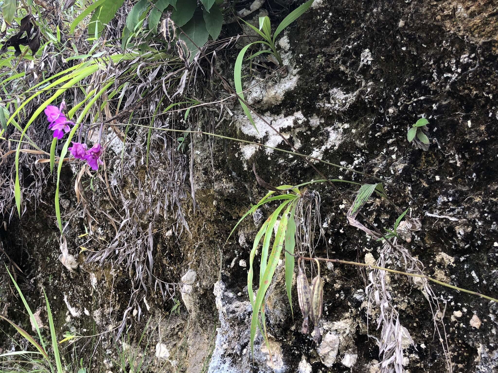 Image of Bletia catenulata Ruiz & Pav.