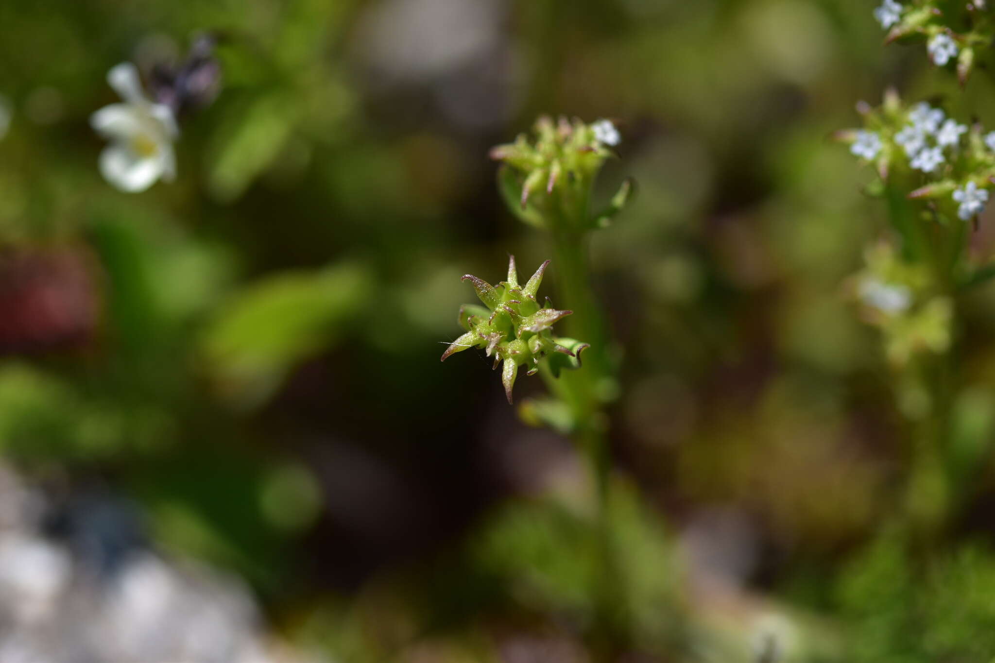 Image of Valerianella echinata (L.) DC.