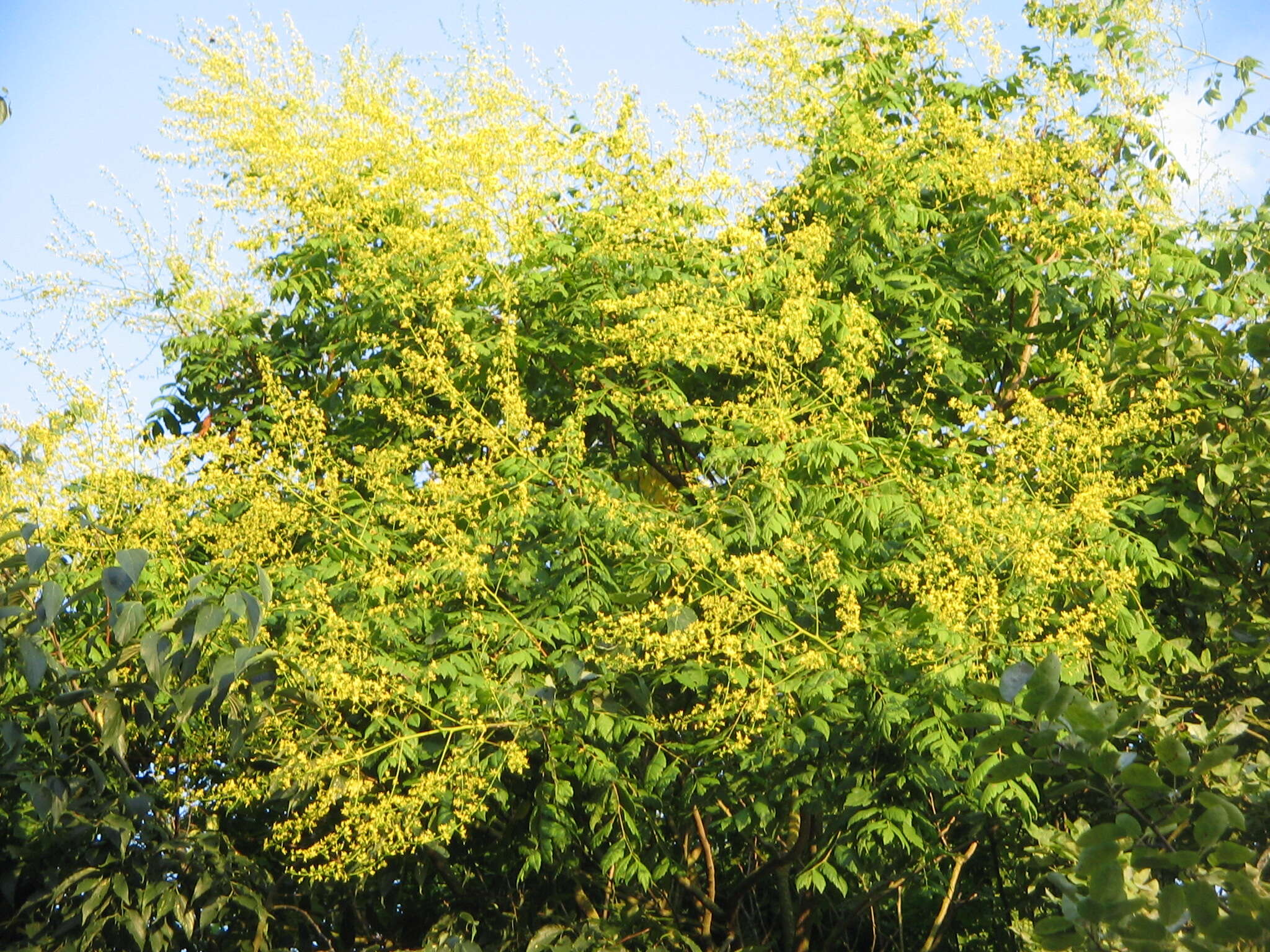 Image of Golden-rain tree