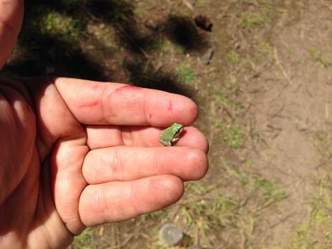 Image of Mountain Treefrog