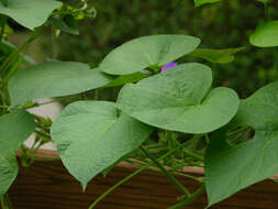 Image of tall morning-glory