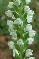 Image of downy rattlesnake plantain