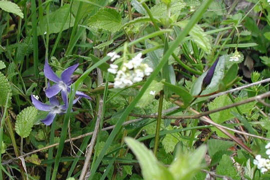 Image of herbaceous periwinkle