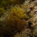 Image of Australian smooth pipefish