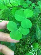 Image de Trifolium stoloniferum Muhl.