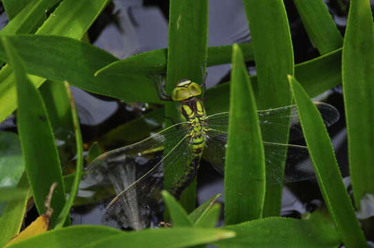 Image of Green Hawker