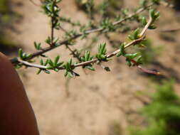 Image of Aspalathus biflora subsp. biflora