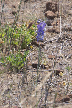 Image of royal larkspur