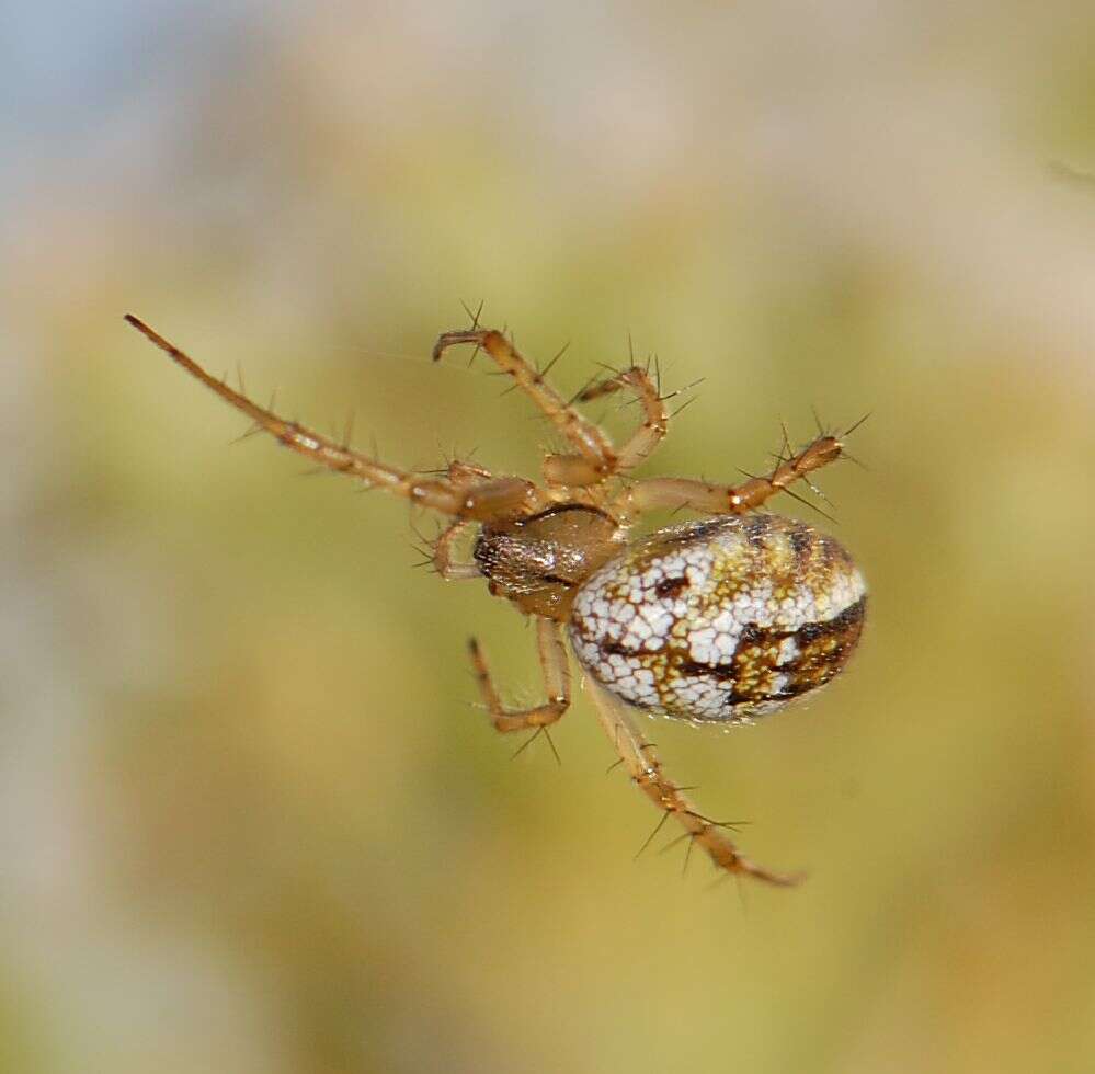 Image of Mangora acalypha (Walckenaer 1802)