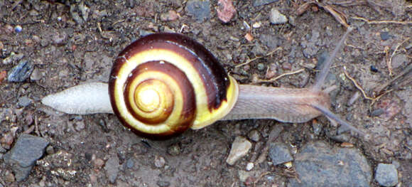 Image of White-lipped banded snail