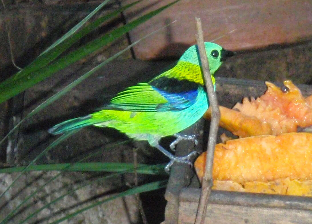 Image of Green-headed Tanager