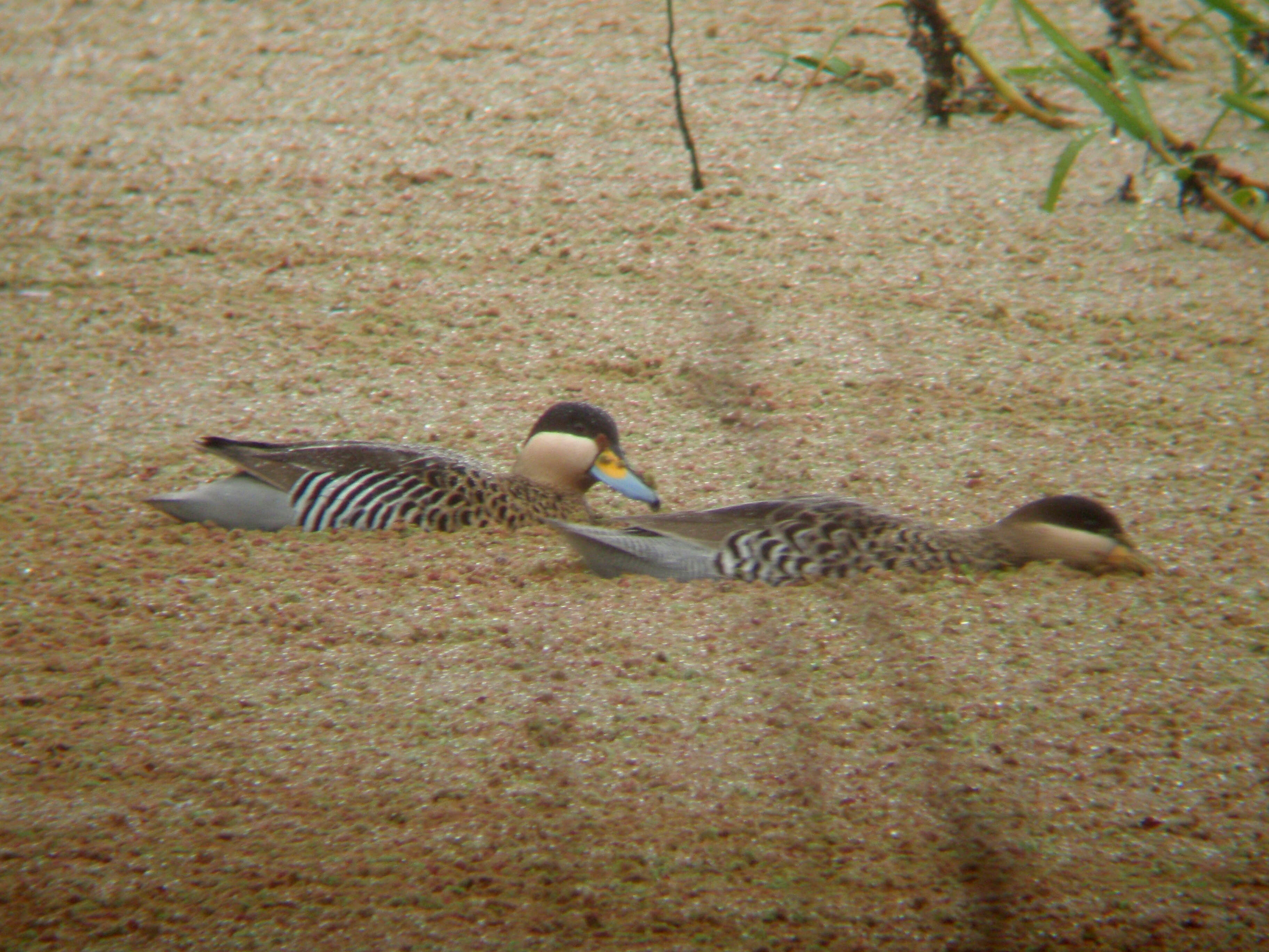 Image of Silver Teal