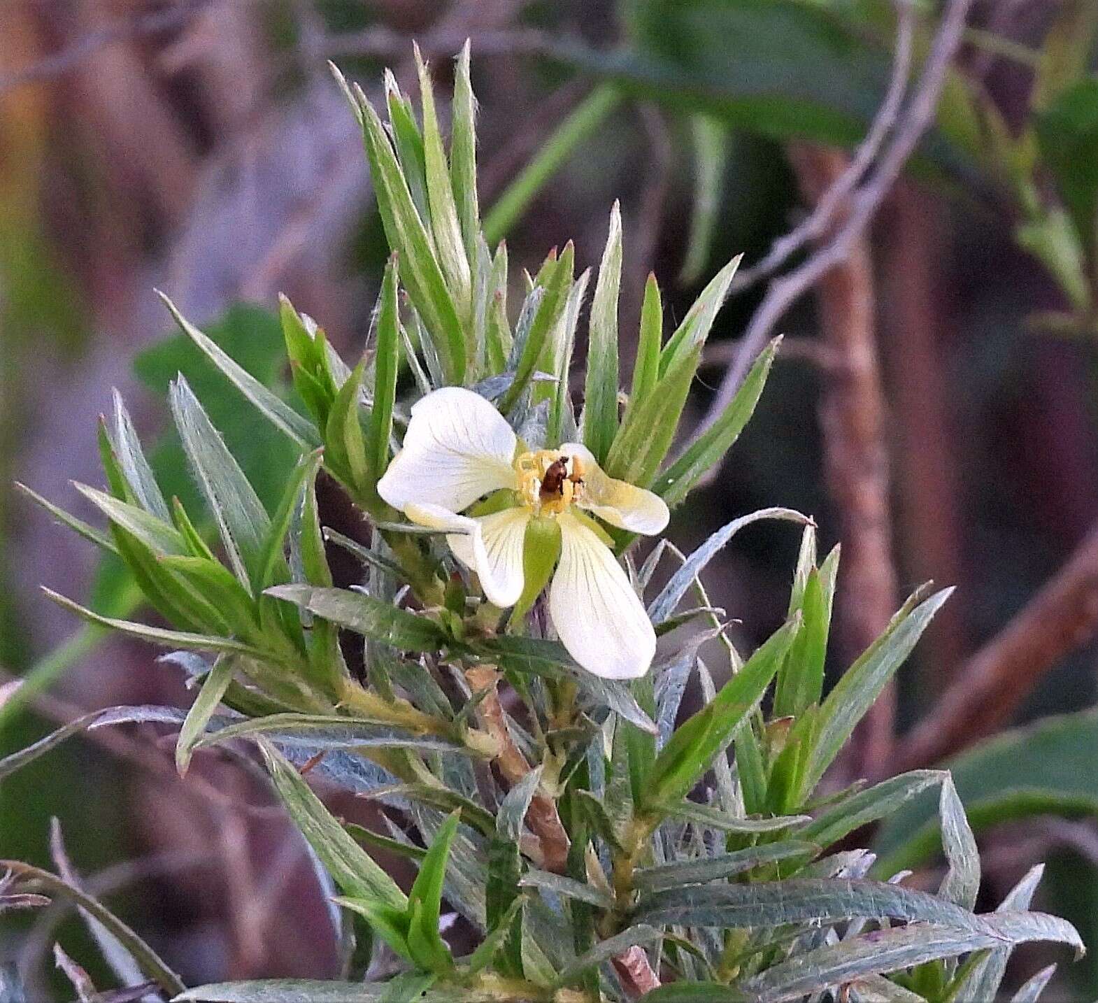 Image of Ludwigia sericea (Cambess.) Hara