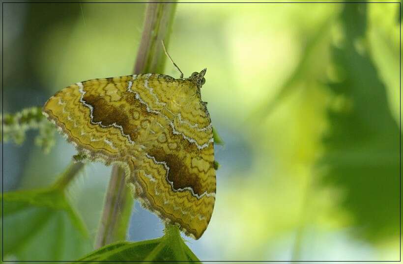 Plancia ëd Camptogramma bilineata