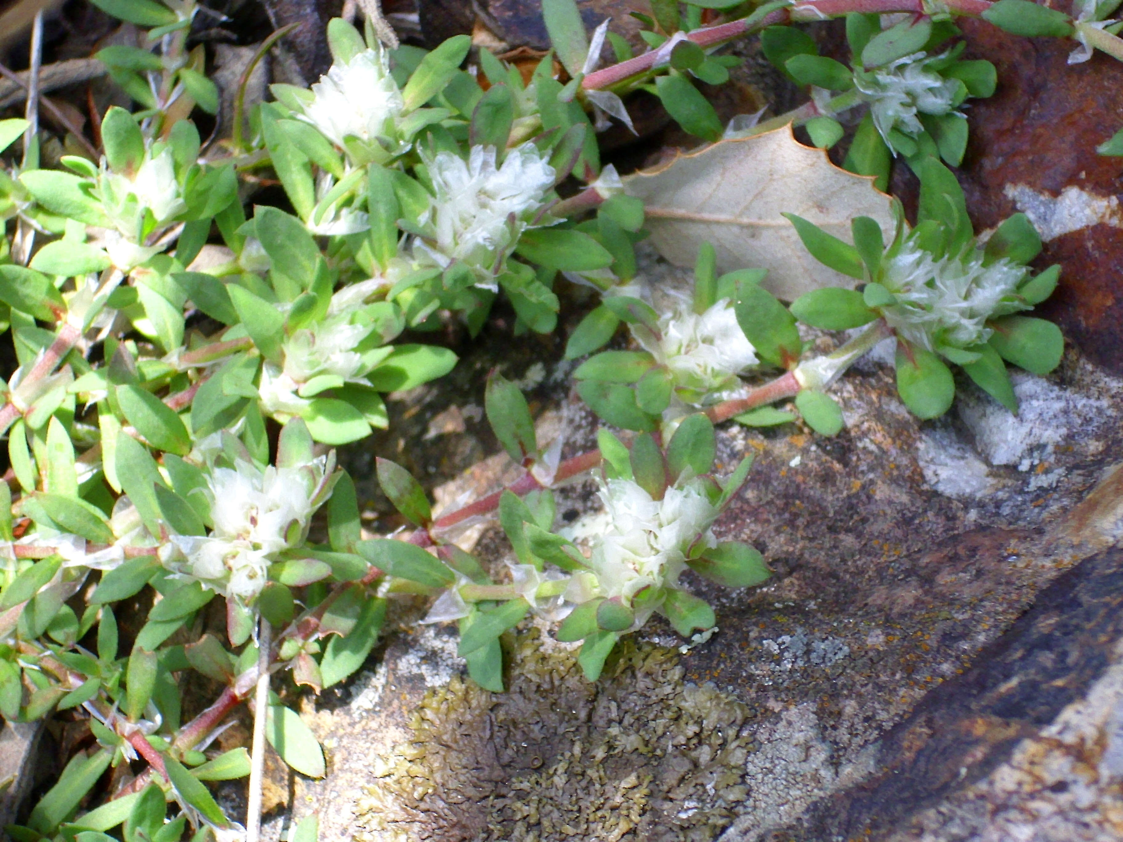 Image of Paronychia argentea Lam.