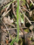 Caladenia nothofageti D. L. Jones, Molloy & M. A. Clem.的圖片