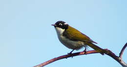 Image of Gilbert's Honeyeater