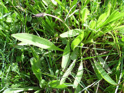 Image of Ribwort Plantain