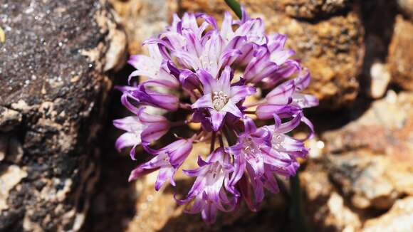 Image of fringed onion