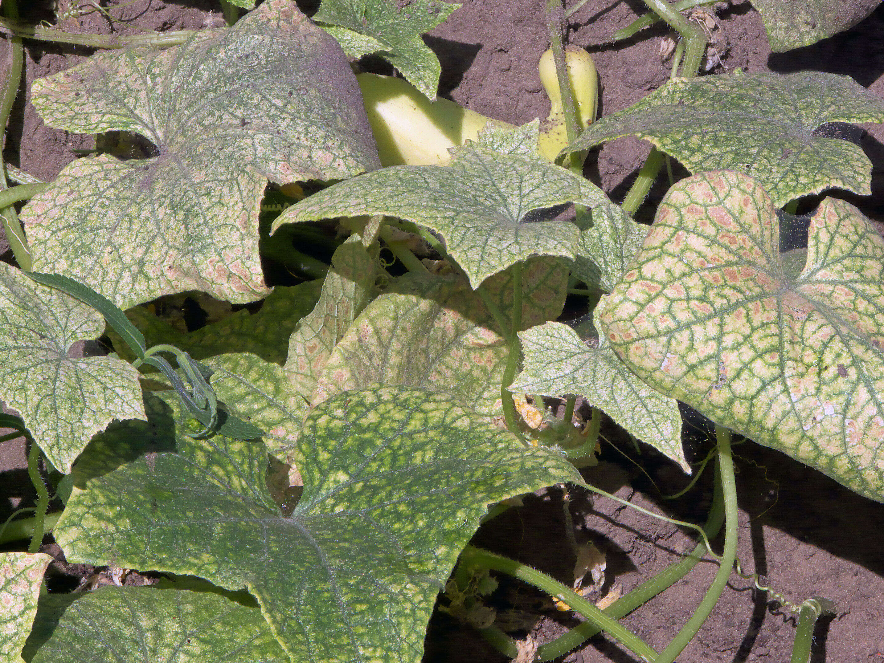 Image of garden cucumber