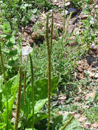 Image of Broadleaf Plantain