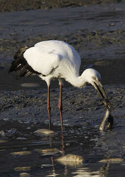 Image of Japanese White Stork