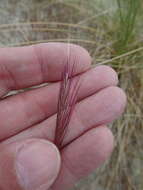 Image of dune fescue