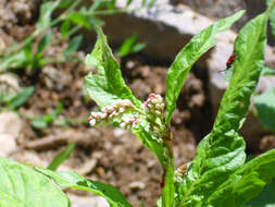 Image of Dock-Leaf Smartweed