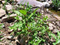 Image of Dock-Leaf Smartweed