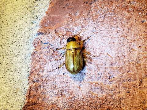 Image of Southern Masked Chafer