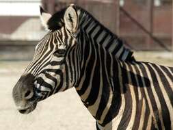 Image of zebra