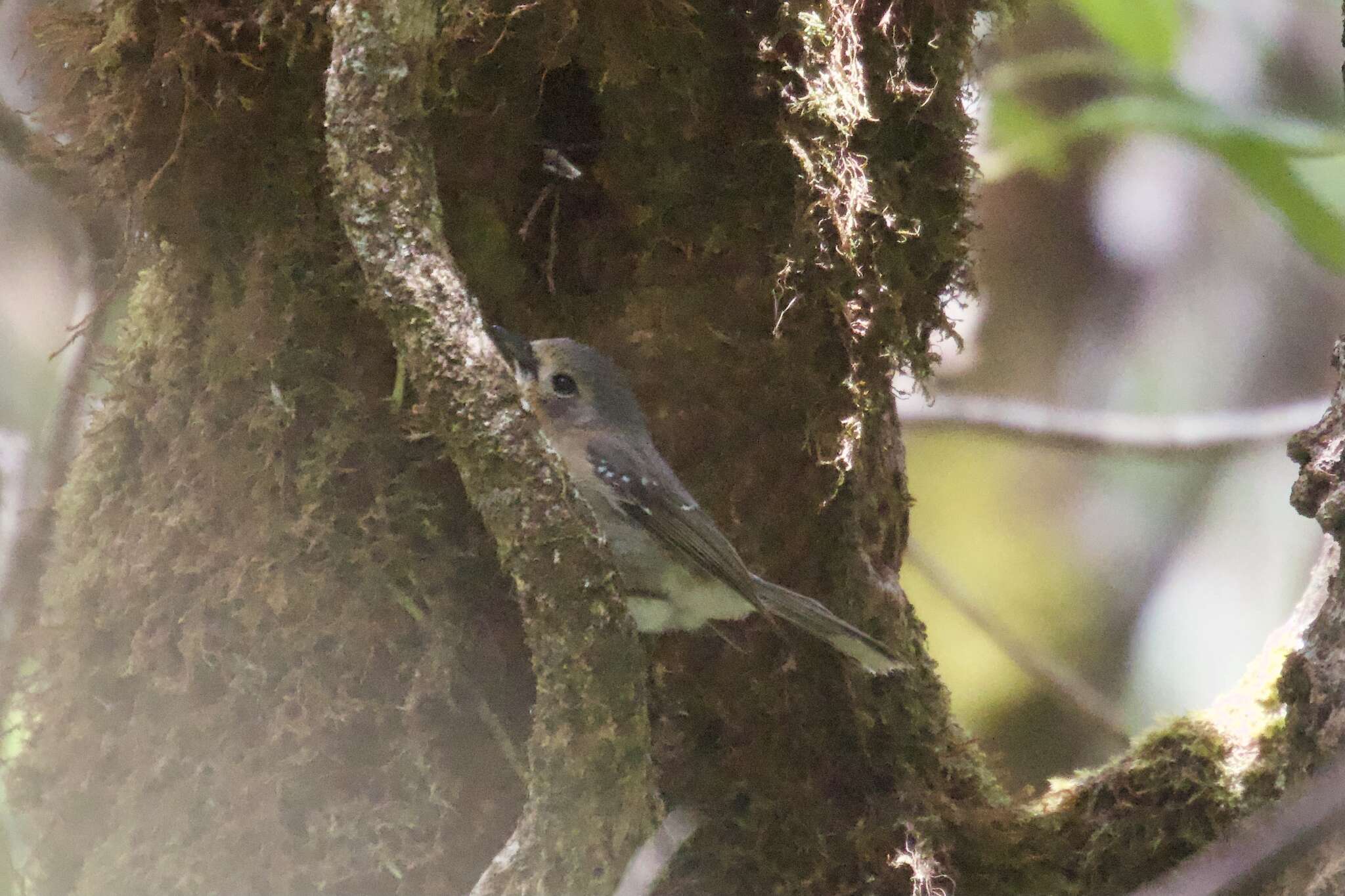 Image of Kaua`i `Elepaio